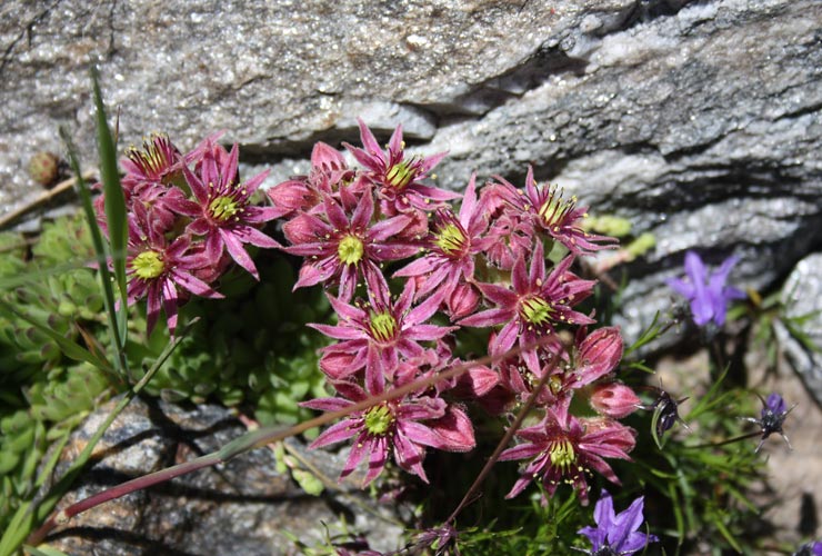 la flora del parco delle Madonie